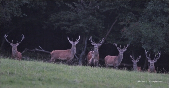 <p>JELEN LESNÍ (Cervus elaphus) Lužické hory - Studenec /Red deer - Rothirsch/</p>